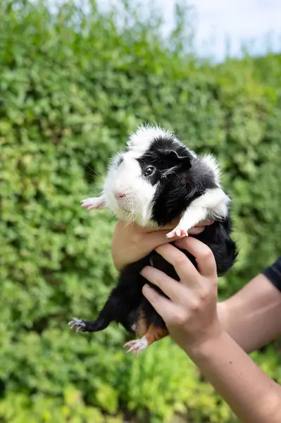 stock image Female hands holding white black guinea pig in garden, small pets.