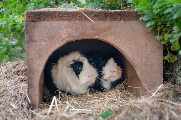 White Black Guinea Pigs Wooden House Garden Cute Pets Rodents Stock Photo