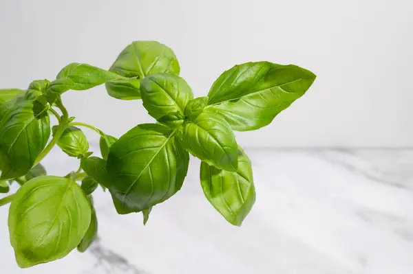 Canlı, taze yaprakları olan bir fesleğen dalı, arka planda dinleniyor, yakın plan..