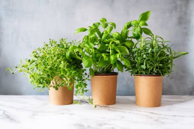 Evde pişirmek için yetişen aromatik otlar: taze fesleğen, biberiye ve kekik bitkileri.