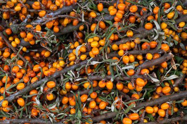 Olgun taze deniz dikenlerinin arka planı, pazardaki sağlıklı meyveler..