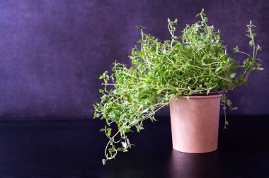 Koyu bir arka planda, tencerede taze kekik çalısı. Mutfak tarifleri için aromatik bitki..