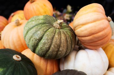 Renkli balkabağı, portakal, beyaz ve yeşil karışımı mevsimlik ve Cadılar Bayramı dekorasyonları için ideal, canlı bir sonbahar hasat sahnesi oluşturur..