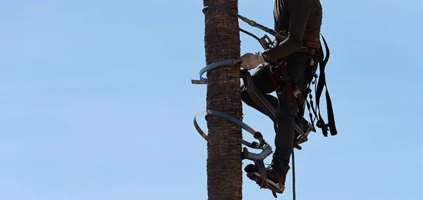 在棕榈树顶上干活的人 工人谁修剪棕榈树在安全带修剪 清洁和砍伐棕榈树 危险的工作 — 图库照片