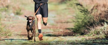 Köpek ve sahibi popüler bir kanikros yarışına katılıyorlar. Canicross köpek ezme yarışı. Bahar sporu aktivitesi