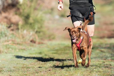 Köpek ve sahibi popüler bir kanikros yarışına katılıyorlar. Canicross köpek ezme yarışı. Bahar sporu aktivitesi