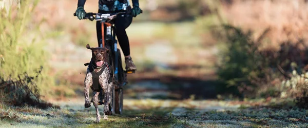 Bikejoring Σκυλί Πολτοποιώντας Αγώνα Σκύλος Τραβώντας Ποδήλατο Ποδηλάτης Ανταγωνισμός Στο — Φωτογραφία Αρχείου