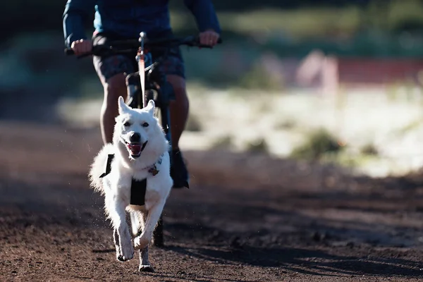 Bikejoring Dog Mushing Rennen Hundeschlittenfahren Mit Radler Wettbewerb Wald Schlittenhunderennen — Stockfoto
