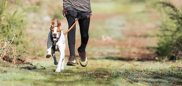 Dog Dueño Participan Una Popular Carrera Canicross Canicross Raza Mushing — Foto de Stock