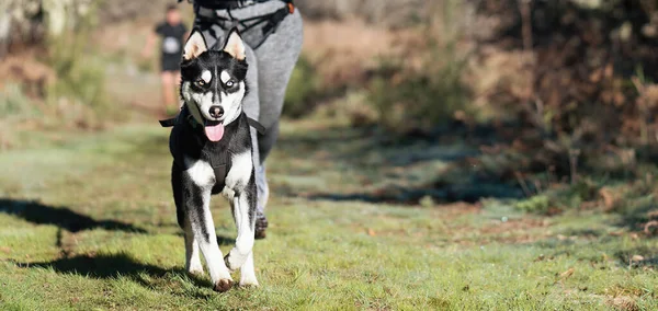 Hund Und Herrchen Nehmen Einem Beliebten Canicross Rennen Teil Canicross — Stockfoto