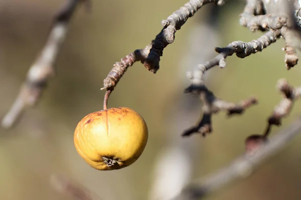 Jabłko Wisi Gałęzi Przestarzałe Owoce Jabłka Gałęzi Zimie Nie Zbierane — Zdjęcie stockowe