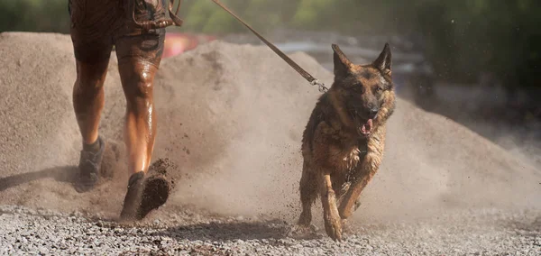 Dog and its owner taking part in a popular canicross race. Canicross dog mushing race. Outdoor sport activity. The German Shepherd together with the owner. Obstacle course for dogs and runners