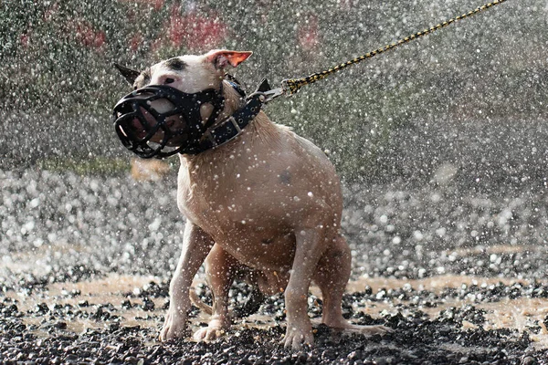Bull Terrier Mokry Deszczowe Dni Pies Deszczu — Zdjęcie stockowe