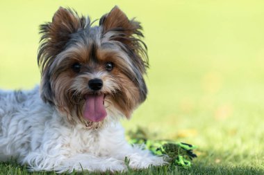 Dilini çimlerin üzerine uzatmış Biewer Terrier portresi. Parktaki Biewer Yorkshire Teriyerinin Portresi