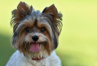 Dilini çimlerin üzerine uzatmış Biewer Terrier portresi. Parktaki Biewer Yorkshire Teriyerinin Portresi