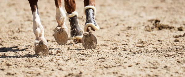 Kůň Běží Písčité Cestě Detail Kopyt — Stock fotografie
