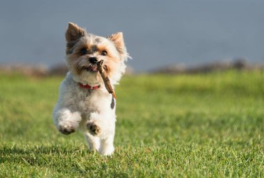 Mutlu Biewer Yorkshire Terrier köpekleri güneşli bir günde dışarıda köpekler için oyuncak sopayla çimlerde koşuyor. Köpek oyuncağıyla oynayan komik köpek yavrusu