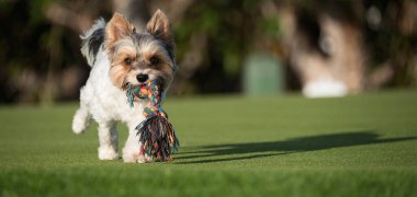 Mutlu Biewer Yorkshire Terrier köpekleri güneşli bir günde dışarıda köpekler için oyuncak sopayla çimlerde koşuyor. Köpek oyuncağıyla oynayan komik köpek yavrusu