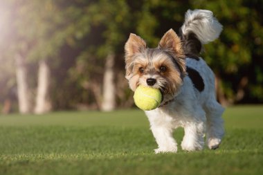 Mutlu Biewer Yorkshire Terrier köpekleri güneşli bir günde dışarıda köpekler için top oyuncağıyla çimlerde koşuyor. Köpek oyuncağıyla oynayan komik köpek yavrusu