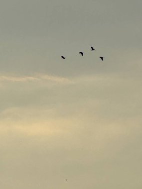 Gökyüzündeki kuş sürüsü