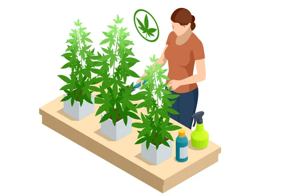 Plantas Isométricas Cannabis Con Flores Medicina Alternativa Herbal Aceite Cbd — Archivo Imágenes Vectoriales