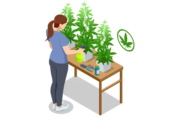 Plantas Isométricas Cannabis Con Flores Medicina Alternativa Herbal Aceite Cbd — Archivo Imágenes Vectoriales