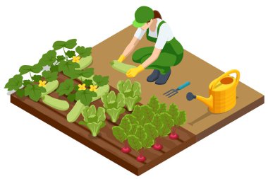Tarım ekimi. Isometric vektör kadın kabak ve yapraklı yeşillikleri organik sebze tarlasında topluyor, bahçe aletleri ve sulama kutusuyla çevrili.