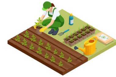 Tarım ekimi. Bir çiftçinin bahçıvanlık aletleri ve tohum paketleme idealleri ile, kabın içinden yükseltilmiş yataklara fidanlar ekmesinin Isometric vektörü çevre dostu tarım sahneleri için ideal