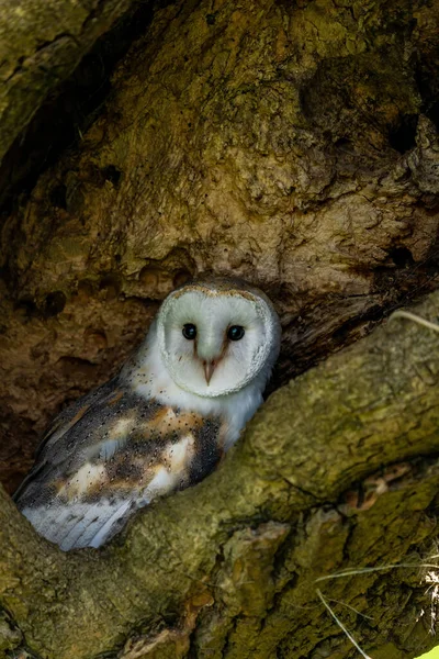 Barn Owl Tyto Alba Perched Barn Selective Focus — Photo