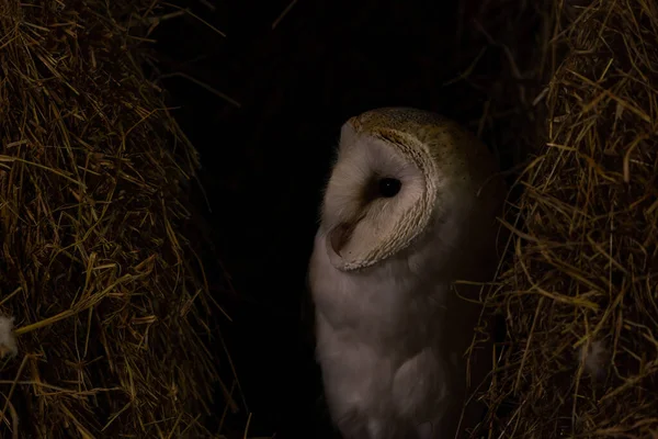 Barn Owl Tyto Alba 栖息在谷仓里 有选择的重点 — 图库照片