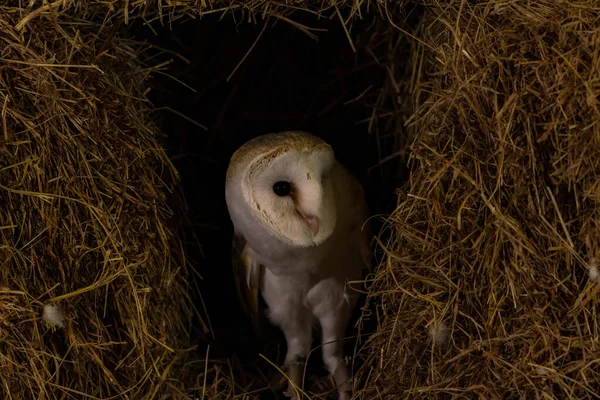 Barn Owl Tyto Alba Perched Barn Selective Focus — Stock Photo, Image