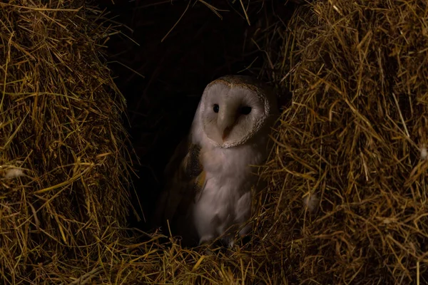Barn Owl Tyto Alba Perched Barn Selective Focus — Fotografia de Stock