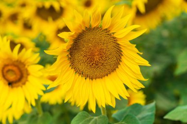 İngiltere 'de bir ayçiçeği tarlası - tek bir çiçeğe odaklı