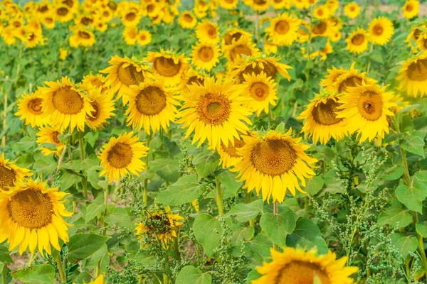 Stock image A field of sunflowers in England - selective focus on one flower