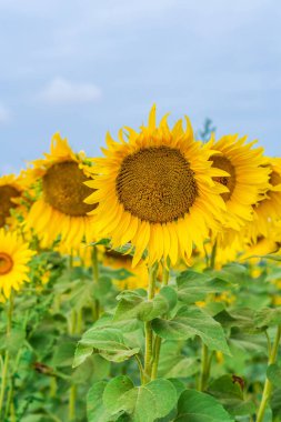 İngiltere 'de bir ayçiçeği tarlası - tek bir çiçeğe odaklı