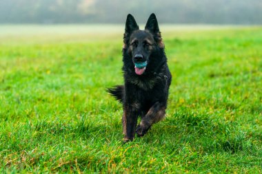 Parkta Alman çoban köpeği