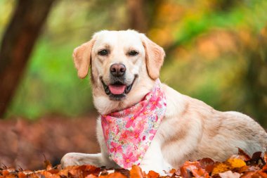 Parktaki beyaz labrador köpeği - seçici odaklı portre