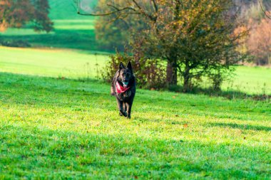 Parktaki Alman çoban köpeği - seçici odaklanma