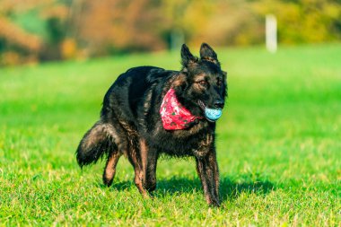 Parktaki Alman çoban köpeği - seçici odaklanma