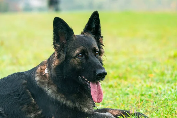German Shepherd Dog Park Portrait Selective Focus — 스톡 사진