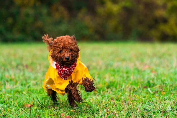 공원에서 뛰어다니는 장난감 강아지 선택적으로 집중하는 — 스톡 사진