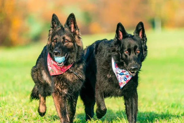 Two German Shepherd Dogs Park Selective Focus One Dog — 스톡 사진