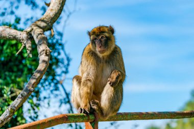Barbar Macaque (Macaca Sylvanus) maymunu. Cebelitarık, Birleşik Krallık. Seçici odak
