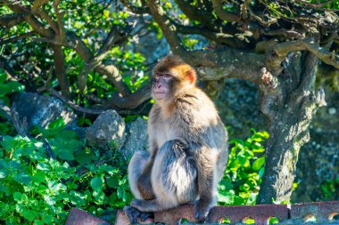 Barbary Macaque (Macaca Sylvanus) maymunu, Gibraltar, Birleşik Krallık. Seçici odak