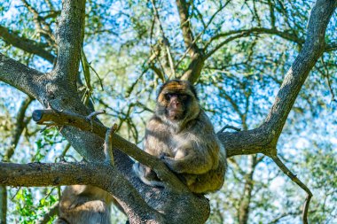 Barbary Macaque (Macaca Sylvanus) maymunu, Gibraltar, Birleşik Krallık. Seçici odak