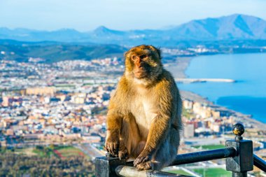 Barbary Macaque (Macaca Sylvanus) maymunu, Gibraltar, Birleşik Krallık. Seçici odak