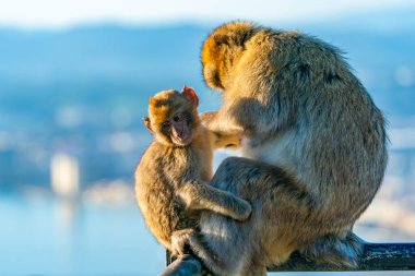 Barbar Macaque (Macaca Sylvanus) maymunları - anne ve bebek. Cebelitarık, Birleşik Krallık. Seçici odak