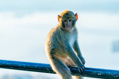 Bebek Barbary Macaque (Macaca Sylvanus) maymunu. Cebelitarık, Birleşik Krallık. Seçici odak