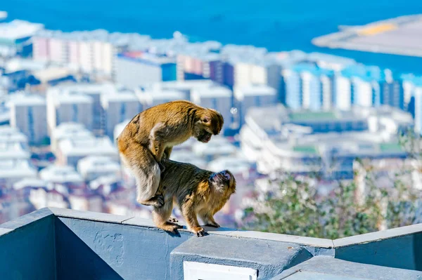 Çiftleşen Barbary Macaque Macaca Sylvanus Maymunları Gibraltar Birleşik Krallık Seçici — Stok fotoğraf