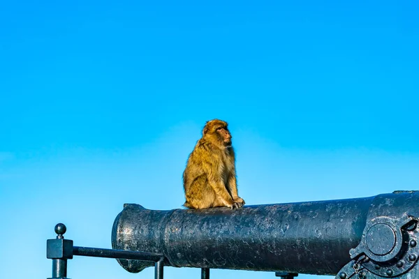 stock image Barbary Macaque (Macaca Sylvanus) ape, Gibraltar, United Kingdom. Selective focus